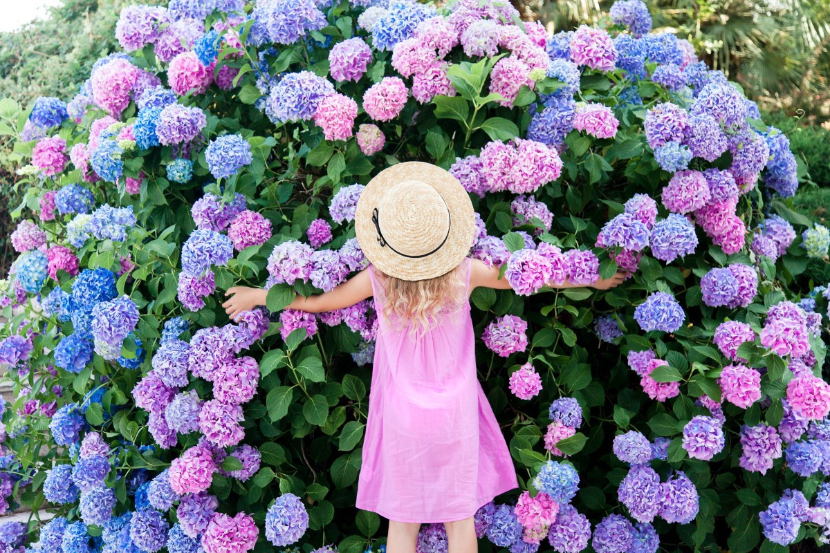 Garten-Hortensie - wie pflanzen und pflegen?