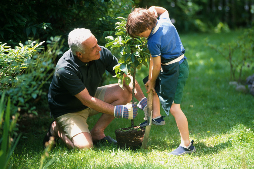 Welche Bäume für den Garten - wir prüfen, was die Polen pflanzen