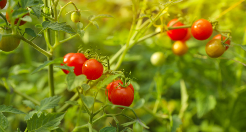 Wie und wann pflanzt und züchtet man Tomaten?