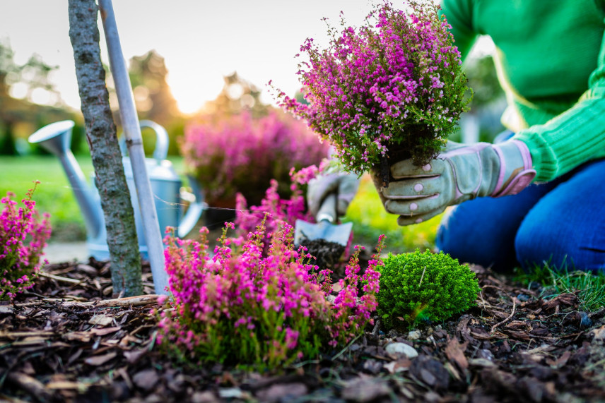 Was soll im Herbst im Garten gepflanzt werden?