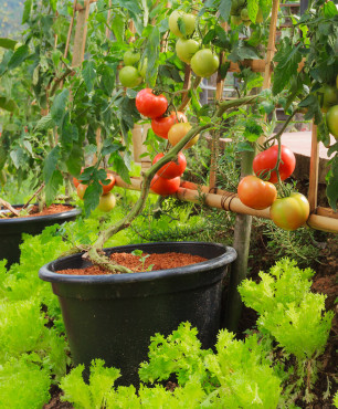 Tomaten in Ihrem Garten