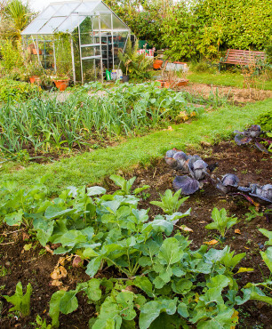 Großer Garten mit Gewächshaus