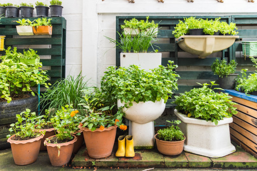 Gemüsegarten auf dem Balkon wie kann man Gemüse in der Wohnung, auf